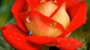 Роза чайно-гибридная Нью Фэшн (new fashion) ? обзор: как сажать, саженцы розы Нью Фэшн