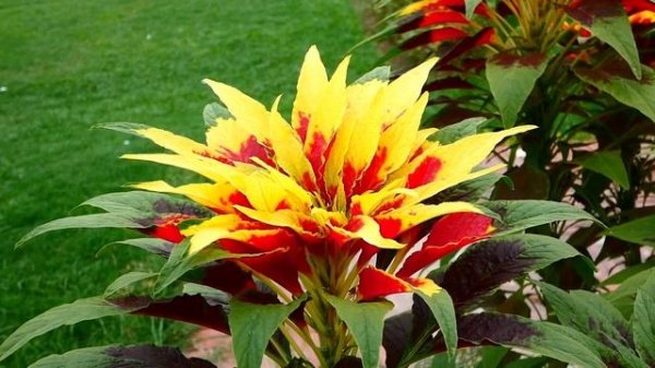 Amaranthus tricolor, (edible amaranth) - The Most Beautiful Plant in the World