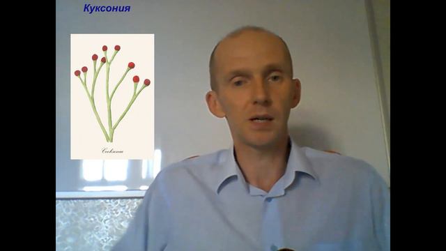 Псилофиты и семенные папоротники - переходные формы растений смотреть онлайн