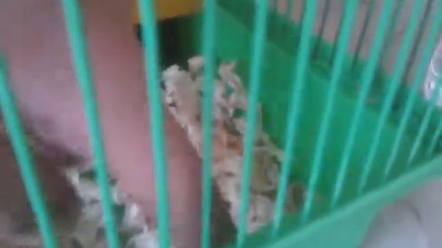 Мой новый сирийский хомяк по имени Черныш. смотреть онлайн