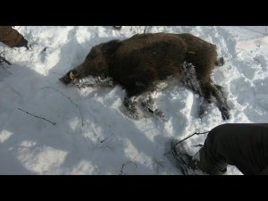 Охота на кабана на Кавказе.