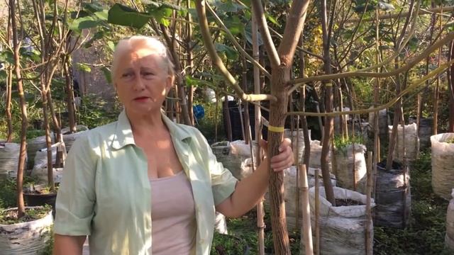 Павловния в саду. Белить или не белить павловнию? смотреть онлайн