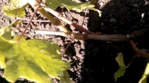 Что делать, если посаженные в этом году  саженцы винограда не растут