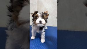 Как подклеить уши щенку бивера или йорка