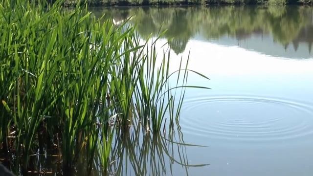 Замечательные звуки природы возле пруда Лягушки в сочетании с птицами смотреть онлайн