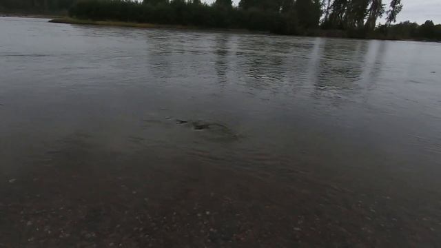 # 92 Ловим Горбушу. Аляска. смотреть онлайн