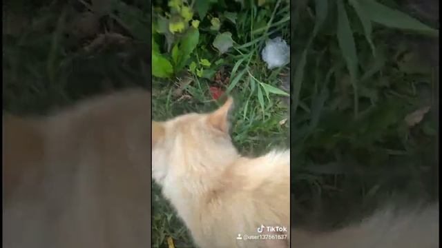 А я продолжаю помогать животным, покорила эту бездомную кошечку