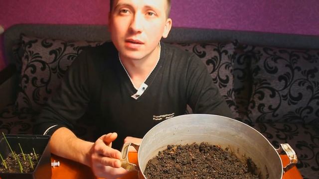 Грунт для финиковой пальмы своими руками! Как правильно пересаживать саженцы пальмы! смотреть онлайн