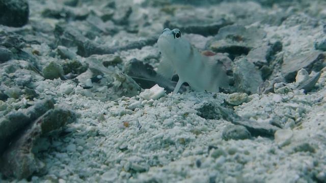 Big Blue Diving. 'Become a Divemaster' by Videography student Anouk Kanner смотреть онлайн