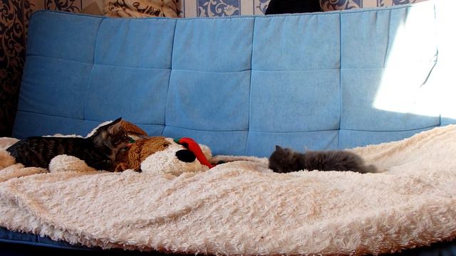 Новый питомец. Первое знакомство. Принесли в дом котенка. Котенок Ватсон. смотреть онлайн