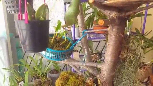 О поливе орхидей? со Светой Вайсгербер смотреть онлайн