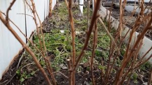 Малиновое дерево Таруса. Уход весной в апреле