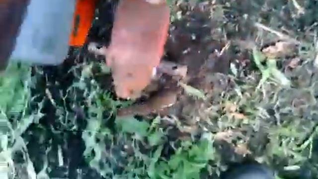 Ласка в теплице смотреть онлайн