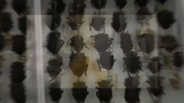 Этого Жука Не Может Раздавить Даже МАШИНА | Самый крепкий жук в мире смотреть онлайн