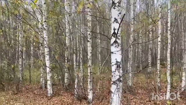Русская гончая Умка вл. Поспелов Юрий происходит от Ругая вл. Фоктов М.А. + Свирель вл. Шатров В.А смотреть онлайн