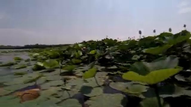 Цветущий Лотос В Астрахани. Лето -2019.Розовые поля тишины.SJCAM SJ8 PRO смотреть онлайн