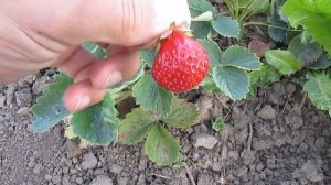 Сорт клубники Зенга Зенгана. Как меня обманули с клубникой