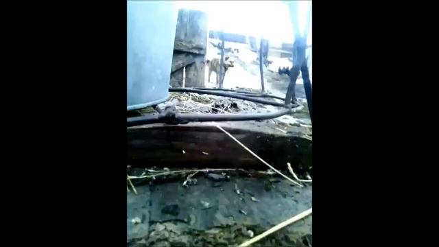 Окрол кролихи (кролиководство) смотреть онлайн