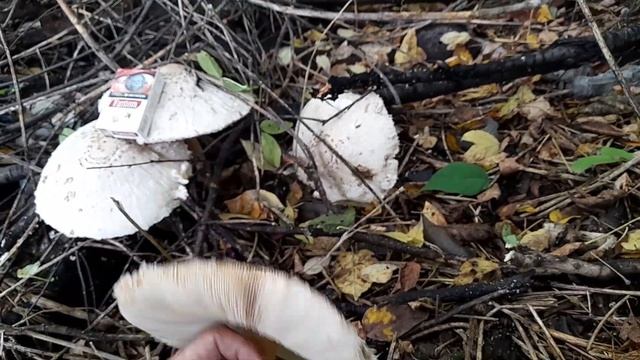 Грибы зонтики растут на огороде. смотреть онлайн