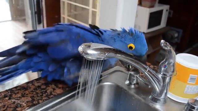 Видео Попугай купается. Для себя воды не жалко! смотреть онлайн