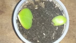 Денежное дерево (Толстянка) размножение листом