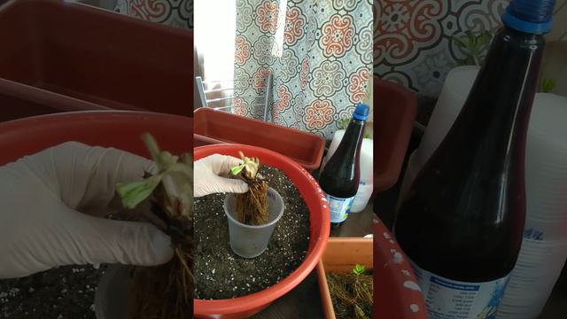 Урок 36. Главные правила посадки рассады фриго. #фриго #выращиваниеклубники смотреть онлайн