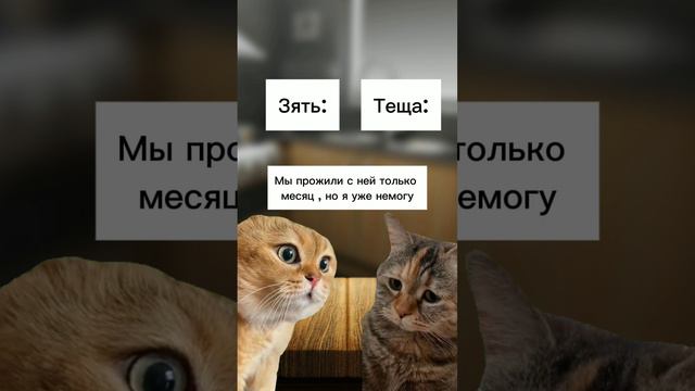 Разговор зятя с тёщей. #смешныекотики #смешныеистории #юмор #мемы смотреть онлайн