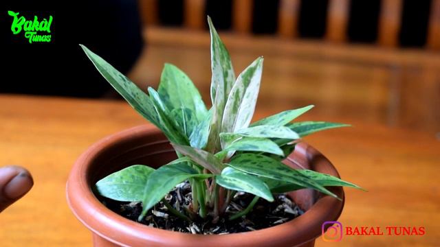 TANAMAN HIAS PALING KEREN HOOKERI VARIEGATA смотреть онлайн