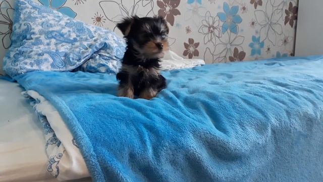 Щенок Йоркширский терьер громко лает||Тоби смотреть онлайн