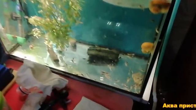 Ампулярия отложила икру смотреть онлайн