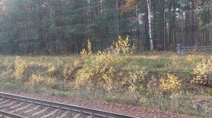 Электричка Санкт-Петербург - Кузнечное. Вид слева от Васкелово до Петяярви.