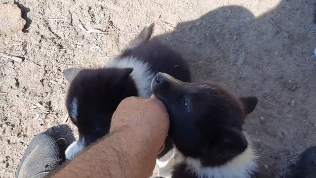 БЫСТРАЯ ПРОПОЛКА ОГОРОДА/ЦЫПЛЯТА/ИНДЮШАТА/ смотреть онлайн