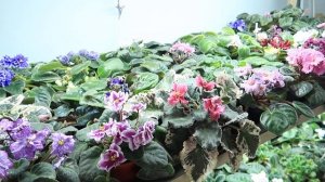 Идеальное освещение для фиалок, стрептокарпусов и глоксиний. Как выбрать светодиодную лампу?