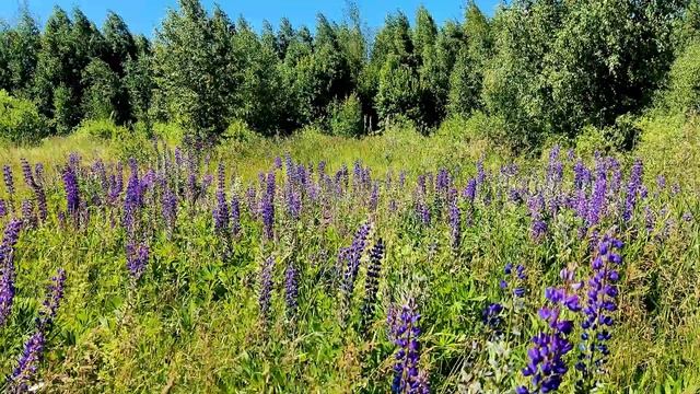 Отдых, природа, сон.