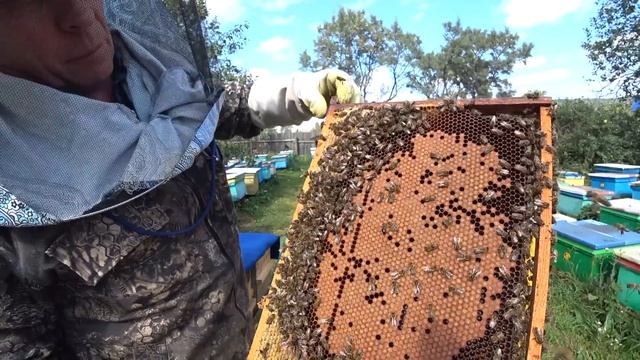 КАК ОТРАБОТАЛИ ПЧЁЛЫ В УЛЬЯХ BIENENHAUS НА МЁД, РАСБОРКА И СБОРКА В ЗИМУ.