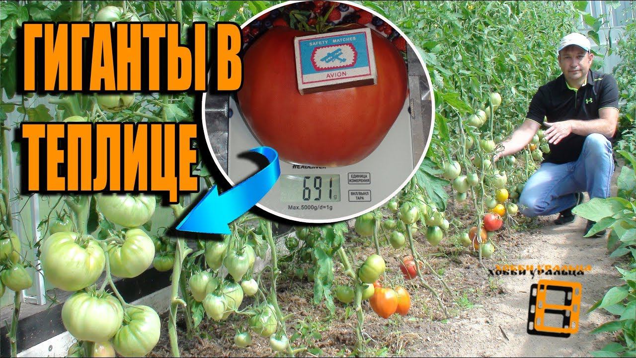 ОБЗОР СОРТОВ КРУПНОПЛОДНЫХ ПОМИДОРОВ (ТОМАТОВ). ЛУЧШИЕ СОРТА ТОМАТОВ (ПОМИДОР) смотреть онлайн