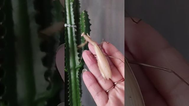 Богомол осенью тоже меняет цвет;) и в опавших листьях его незаметно) смотреть онлайн