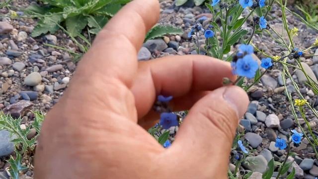 Cynoglossum Amabile / No Me Olvides China / Nomeolvides Chino / Plantas Silvestres / Trupa
