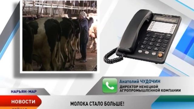 Молока стало больше! В Ненецком округе подсчитали удои за первое полугодие смотреть онлайн