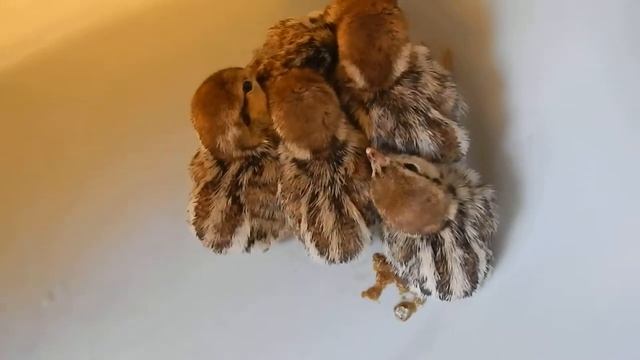 Цыплята кеклика двухдневные смотреть онлайн