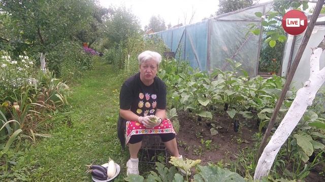 Помогаем вырастить баклажаны. Цветы: канны/Сад и огород (190 вып) смотреть онлайн