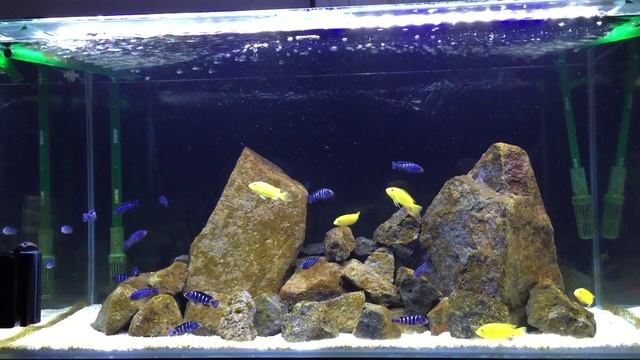 Week 3 Pseudotrophis demasoni and Labidochromis caeruleus (Yellow Labs) смотреть онлайн
