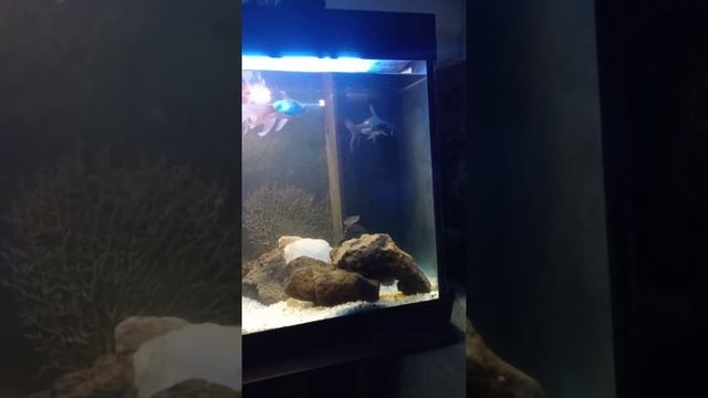 рыба акула)))) аквариум смотреть онлайн