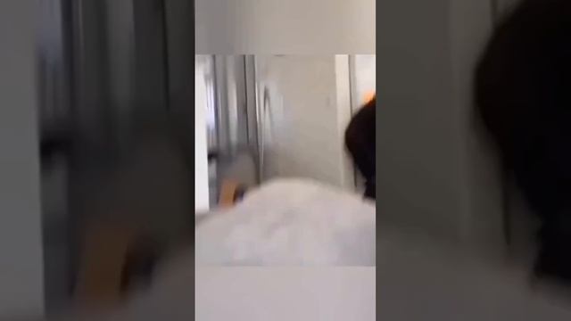 Животные смотреть онлайн