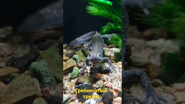 Как выглядит гребенчатый тритон? смотреть онлайн