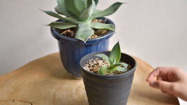 ベランダー必見！持ってる植物全部紹介！（アガベ、ユーフォルビア系、紅キリン、マハラジャ、サンセベリア、キングマハラジャ）Agave　Sansuveria　Maharaja　King Maharaja смотреть онлайн