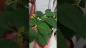 Как добиться цветения бугенвиллии