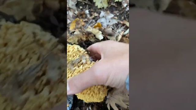 Оленьи рожки смотреть онлайн