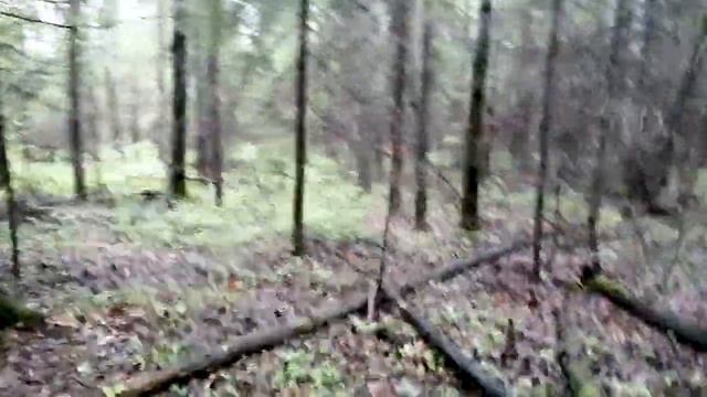 По грибы.Красноголовики,белые обабки! смотреть онлайн