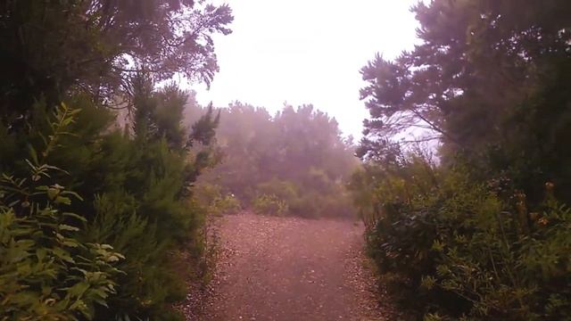 Тенерифе - это не только пляжи - это ВОЛШЕБНЫЕ горы и лес - Монте Дель Агуа. смотреть онлайн